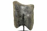 Tyrannosaur (Daspletosaurus?) Vertebra With Stand - Montana #265018-1